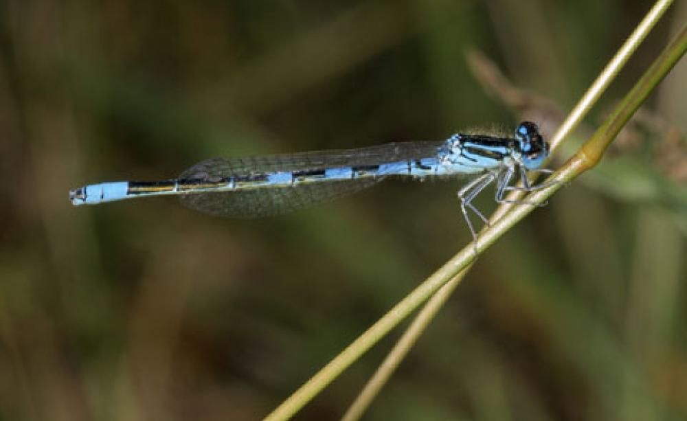 The Dainty Damselfly