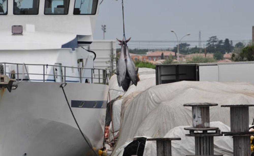 Bluefin tuna