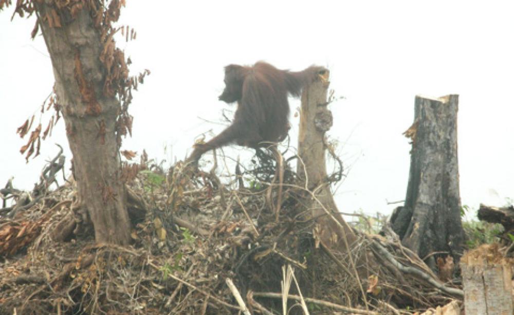 Orang-utan