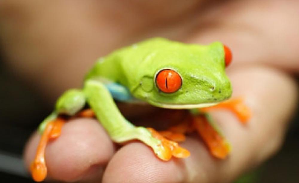 Red eyed tree frog