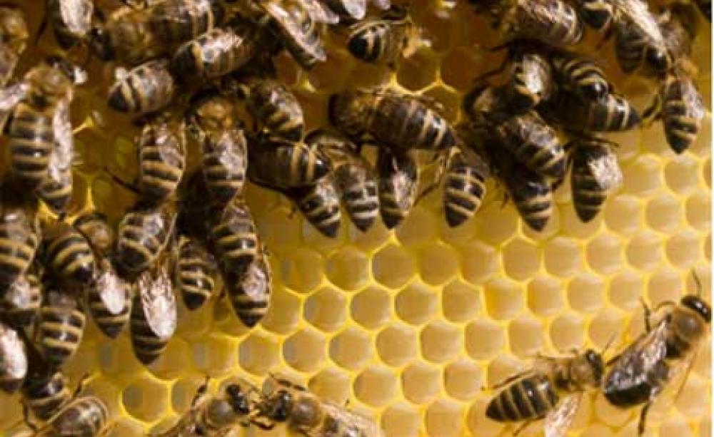 Beekeeping
