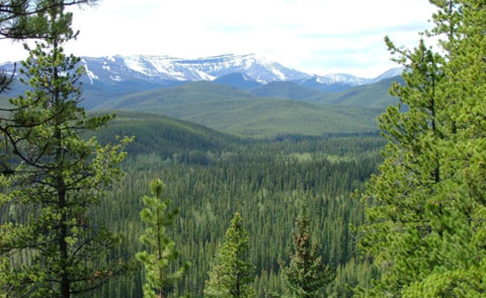 Boreal forests