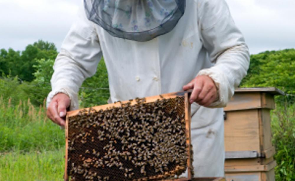 Beekeeping