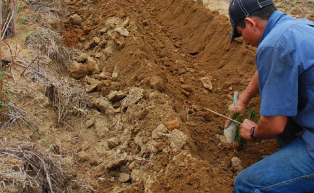 Tree planting in Gaviotas
