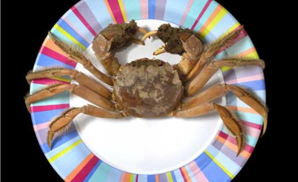 Chinese mitten crab
