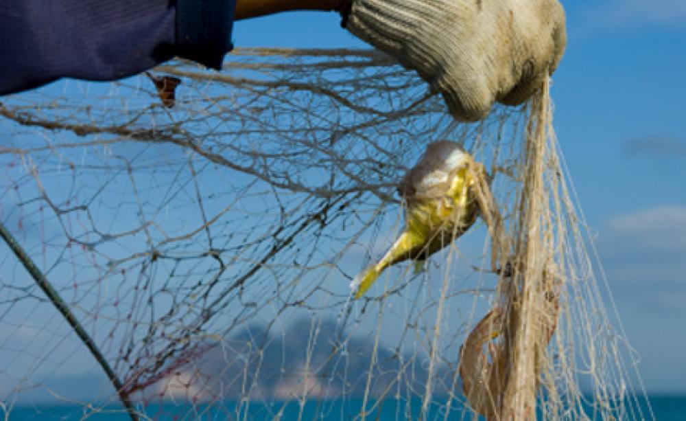 Bycatch