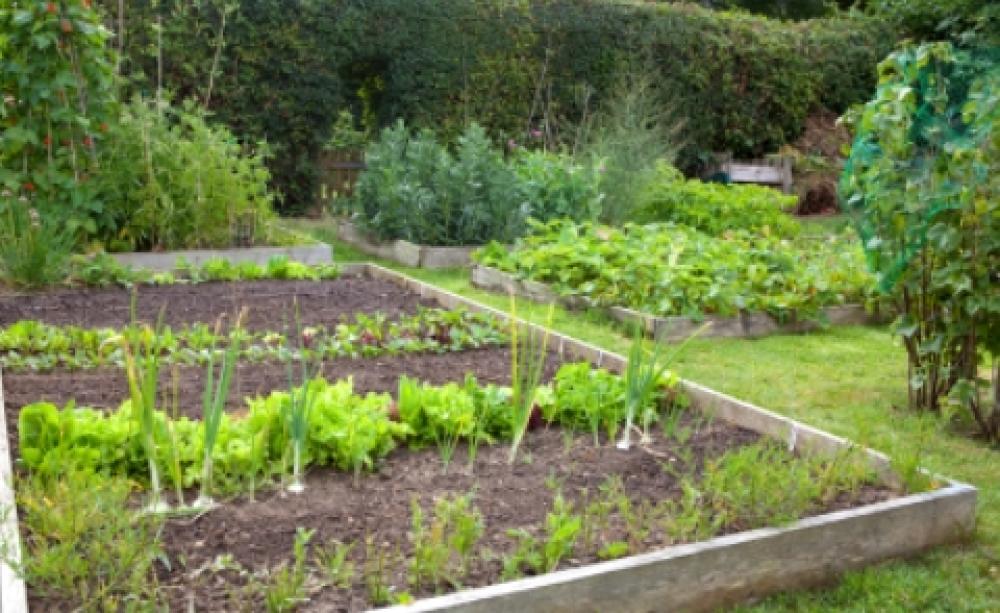 Community garden