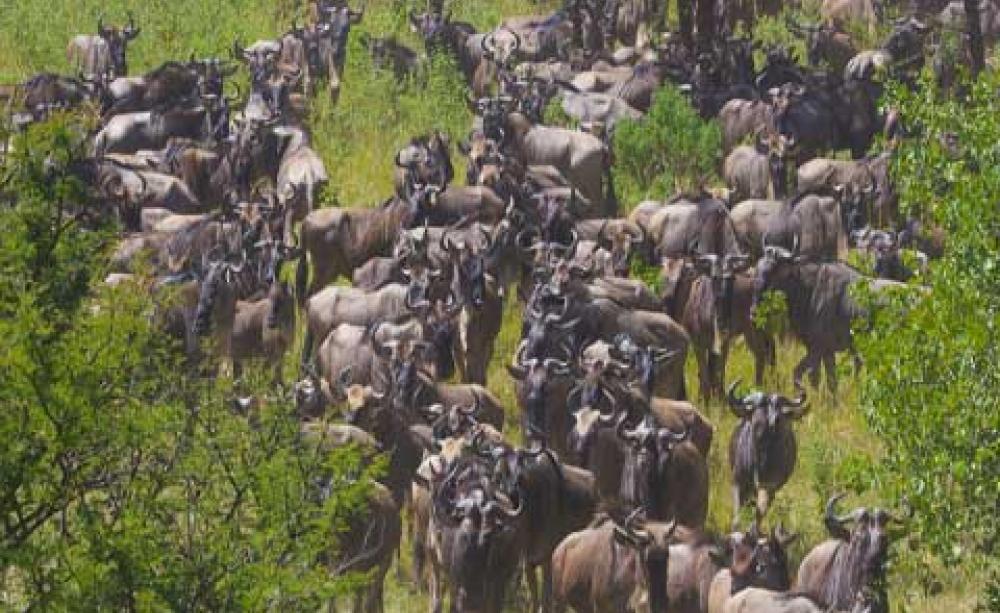 Migrating wildebeest