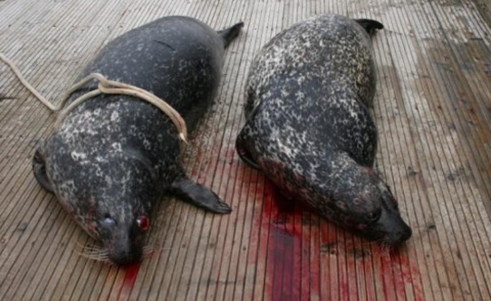 Shooting seals is still legal