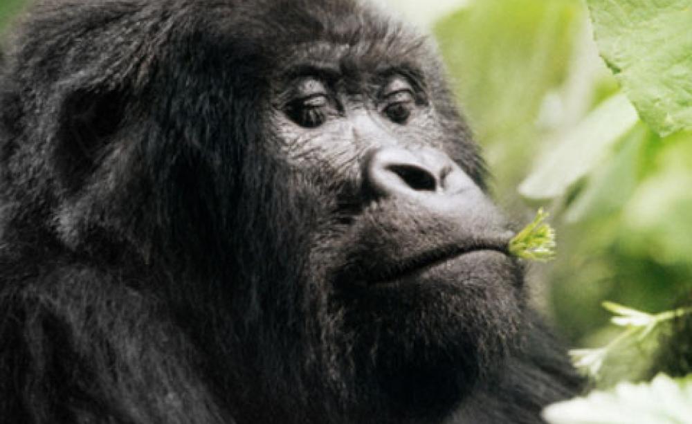A mountain gorilla