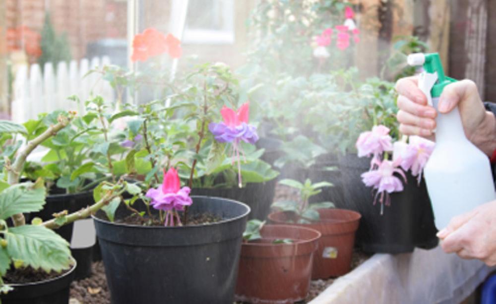 Spraying plants