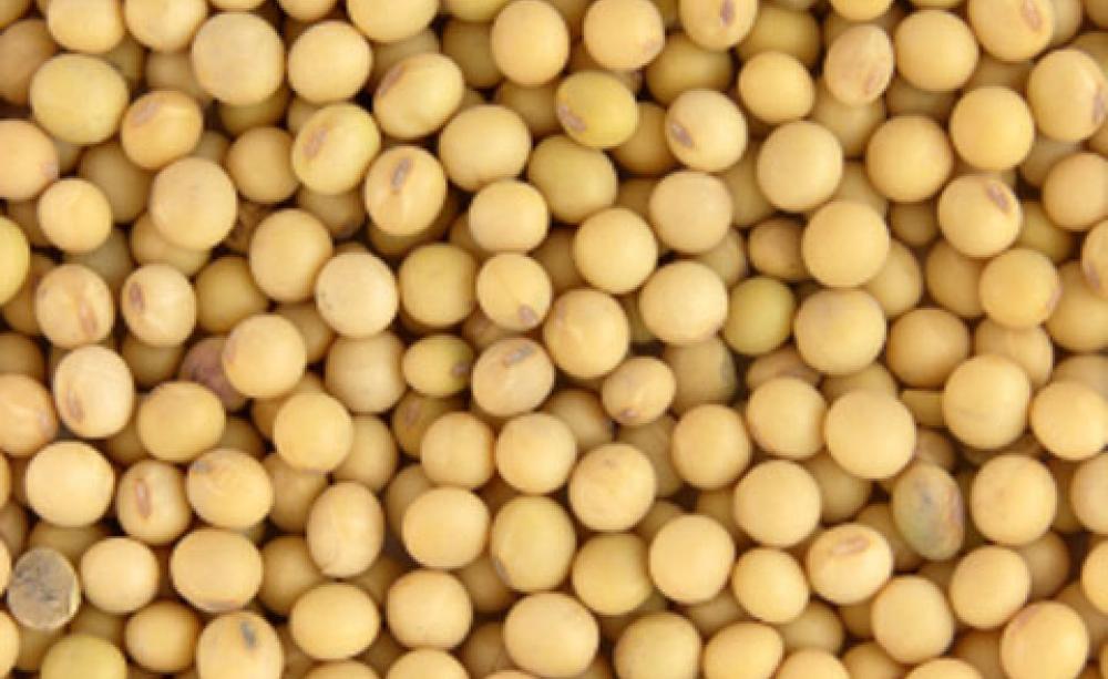 soya beans
