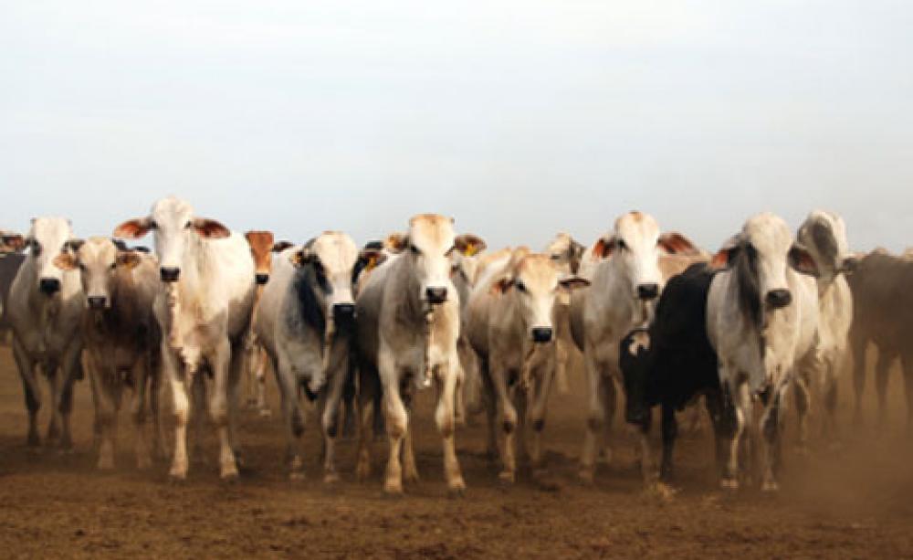 Cattle ranching
