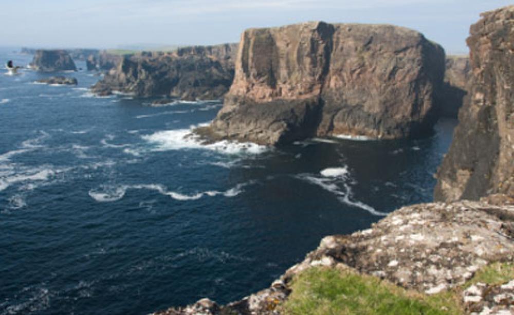 Shetlands