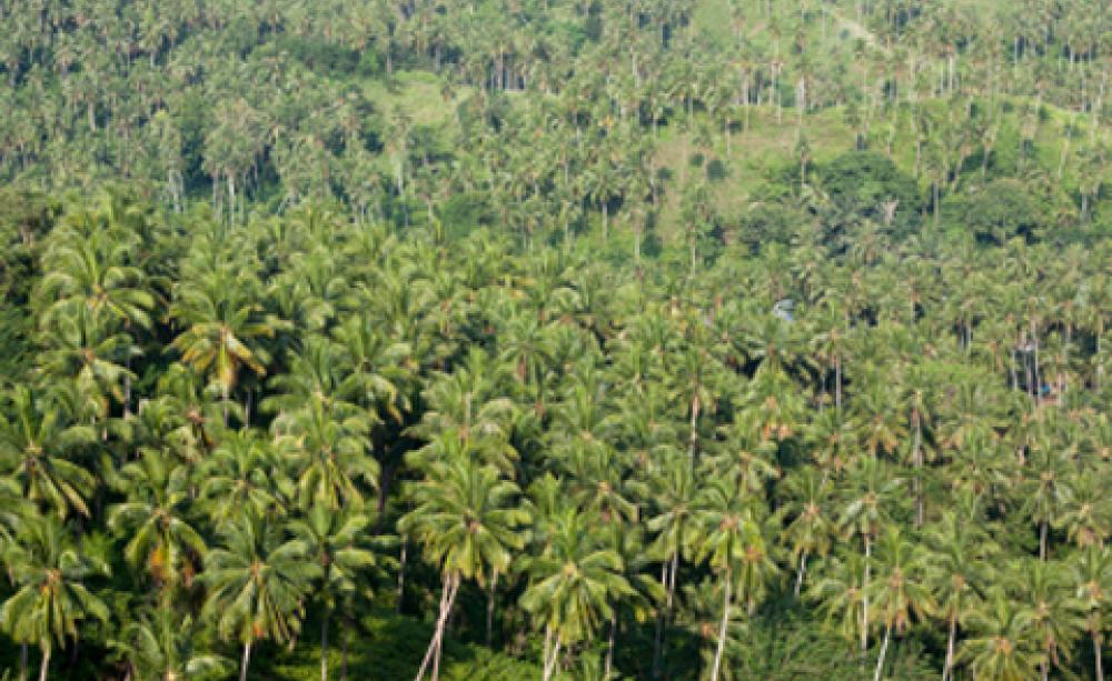palm oil plantation