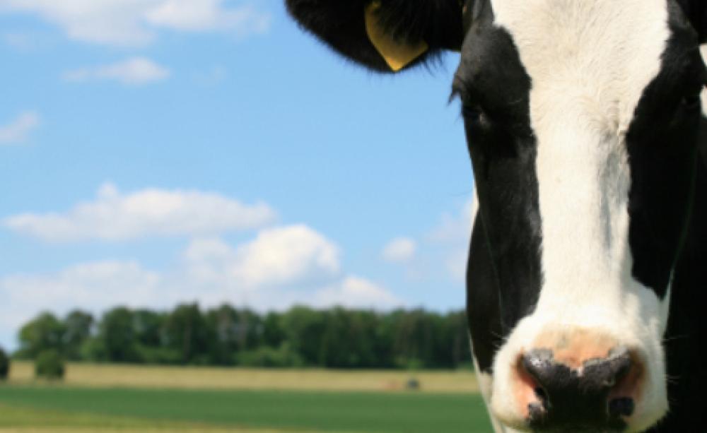 cow