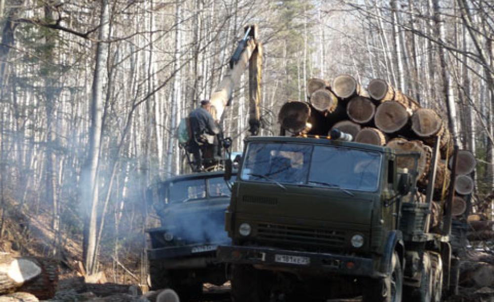 Illegal logging in Russia
