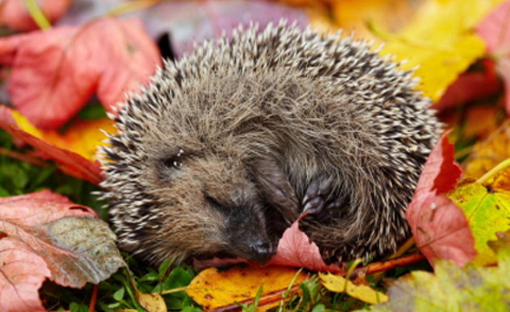 sleeping hedgehog
