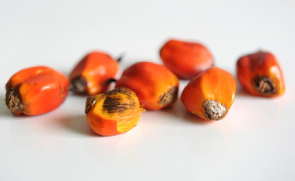 Oil palm