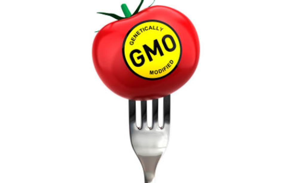 A GM tomato