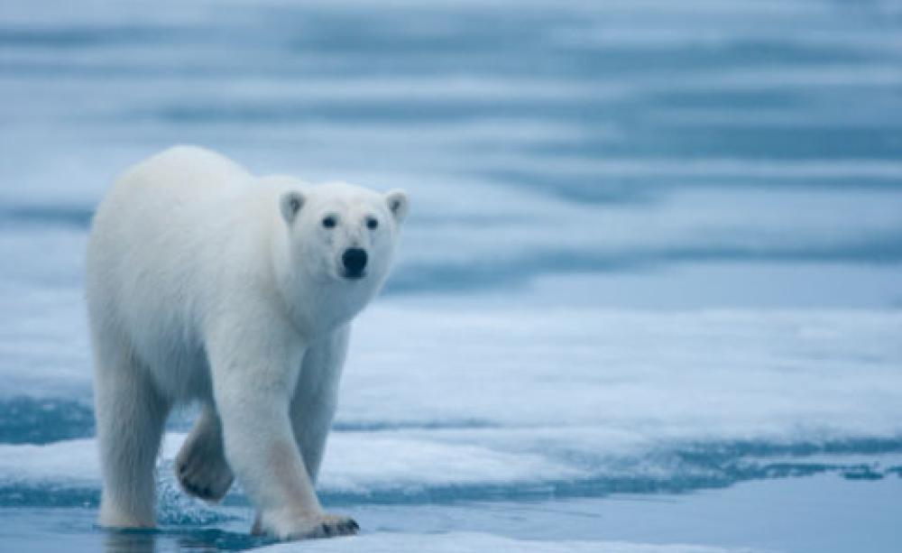Polar bear