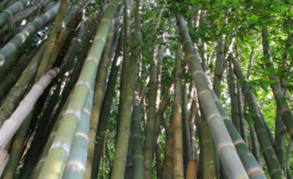 Bamboo