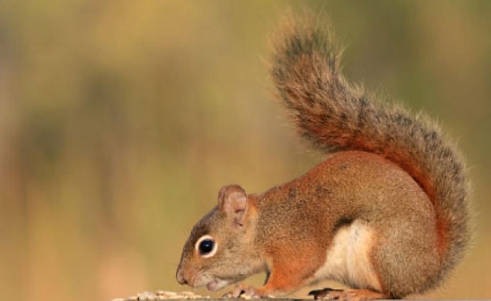 red squirrel