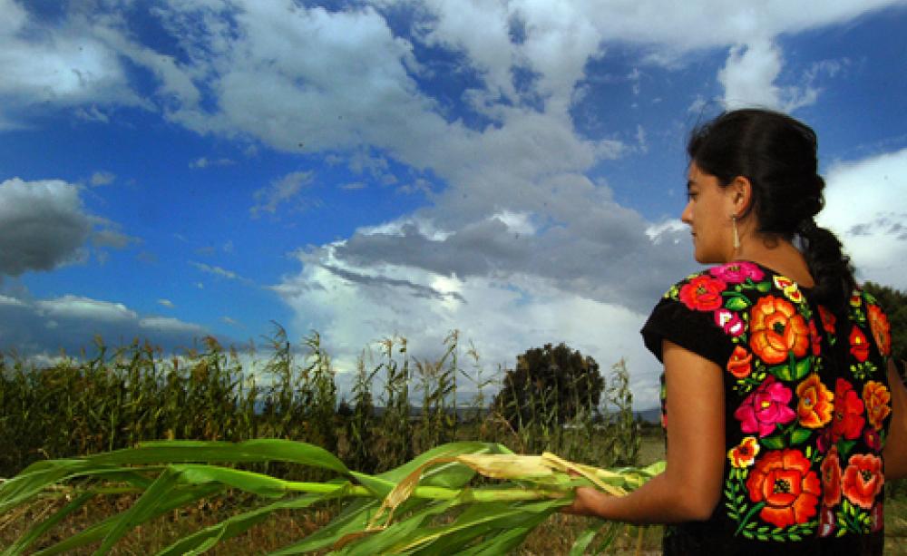 maize field