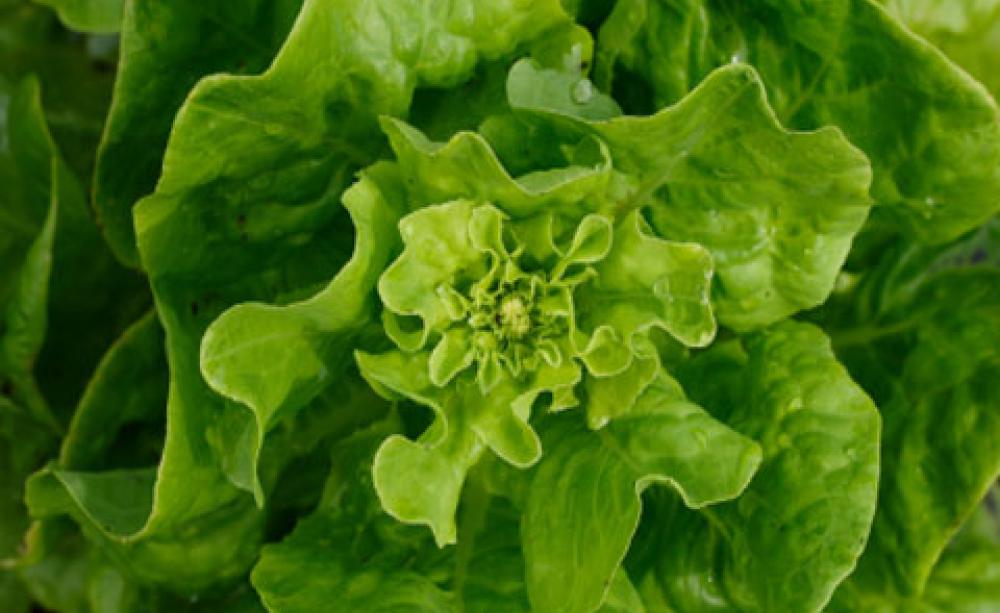 mega salad farms