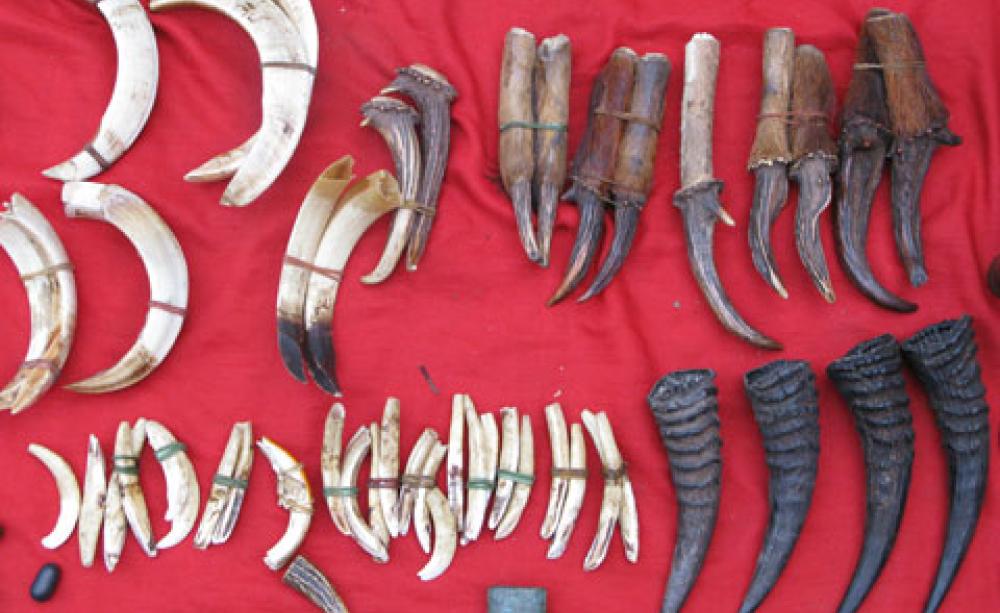 wildlife trade