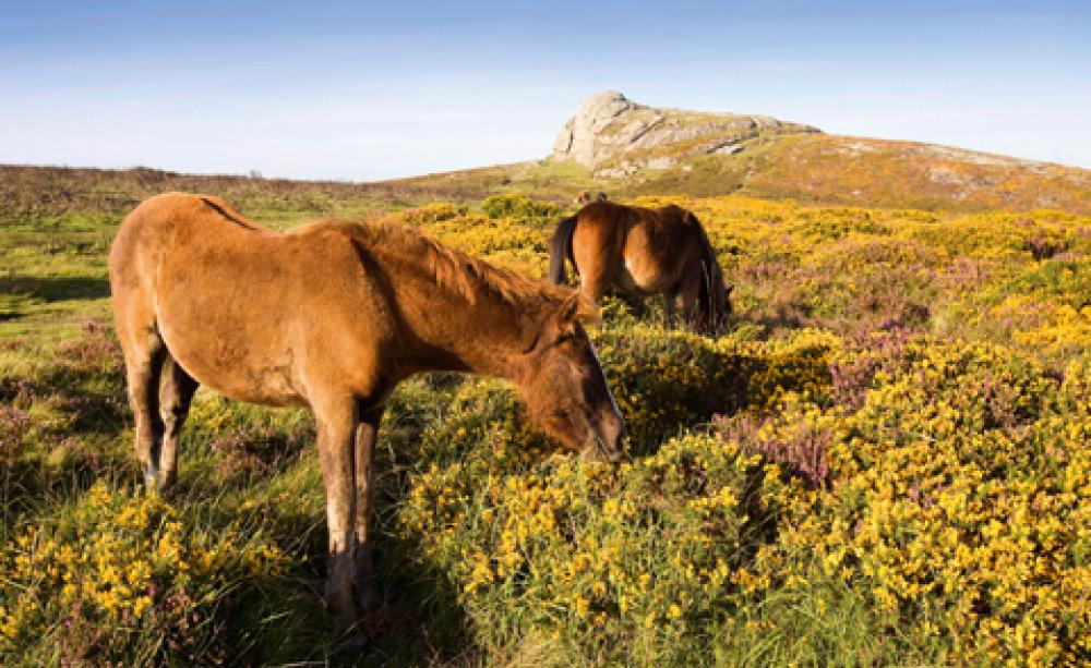 Dartmoor