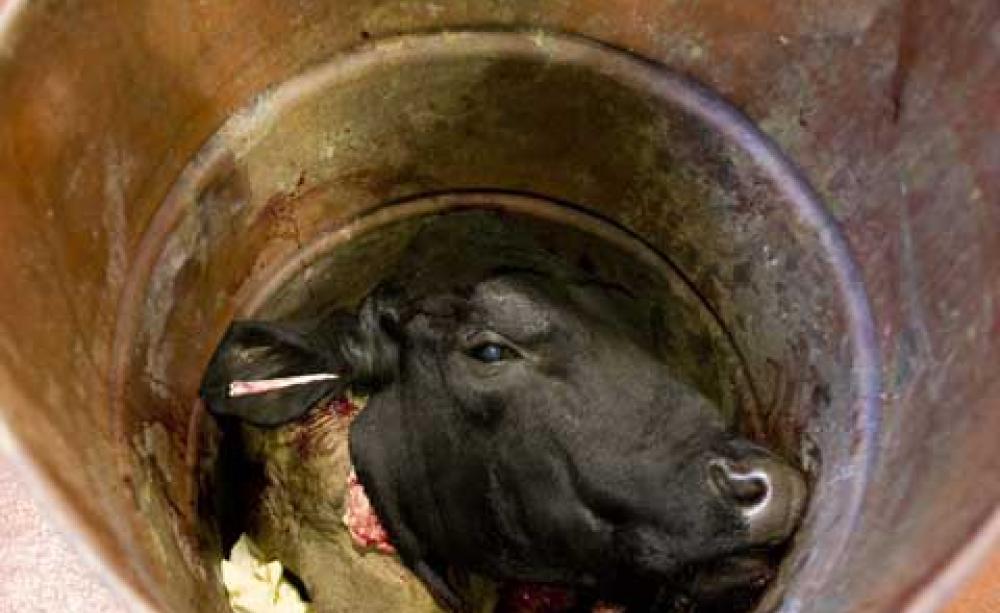 CAFO