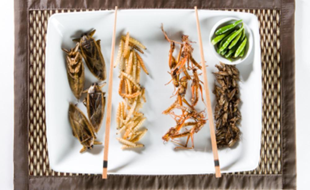 insect food