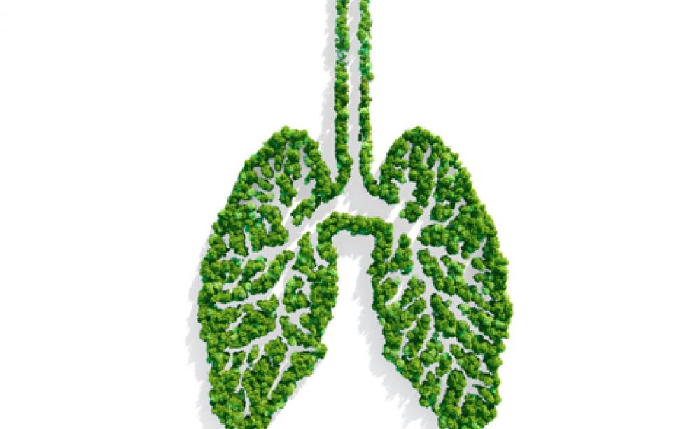 lungs,forest