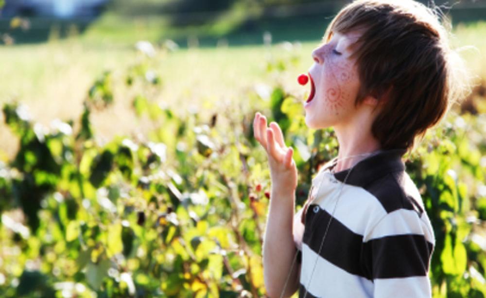 The A to Z of foraging