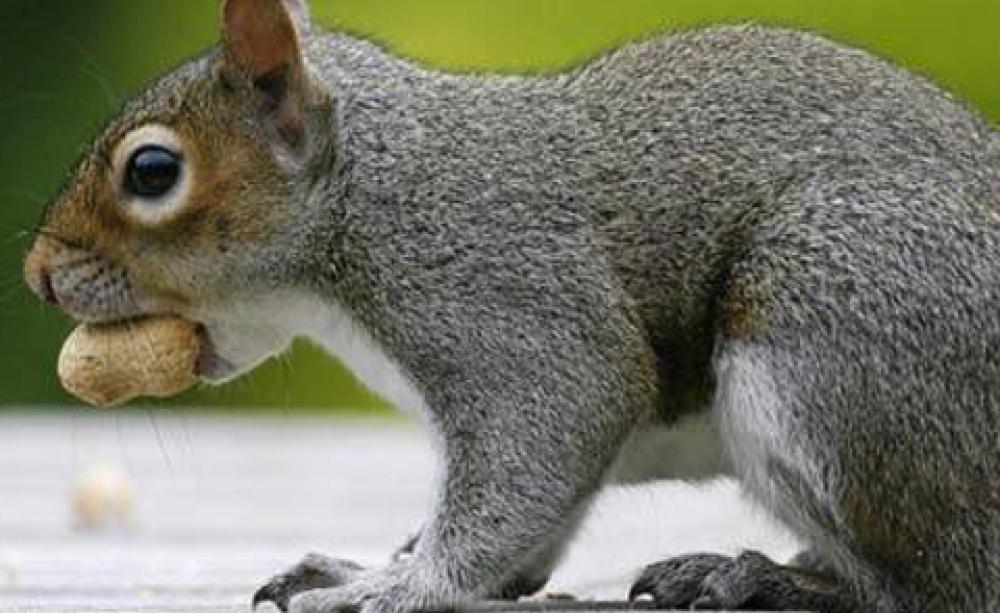 Roadkill: sickening or sustainable?