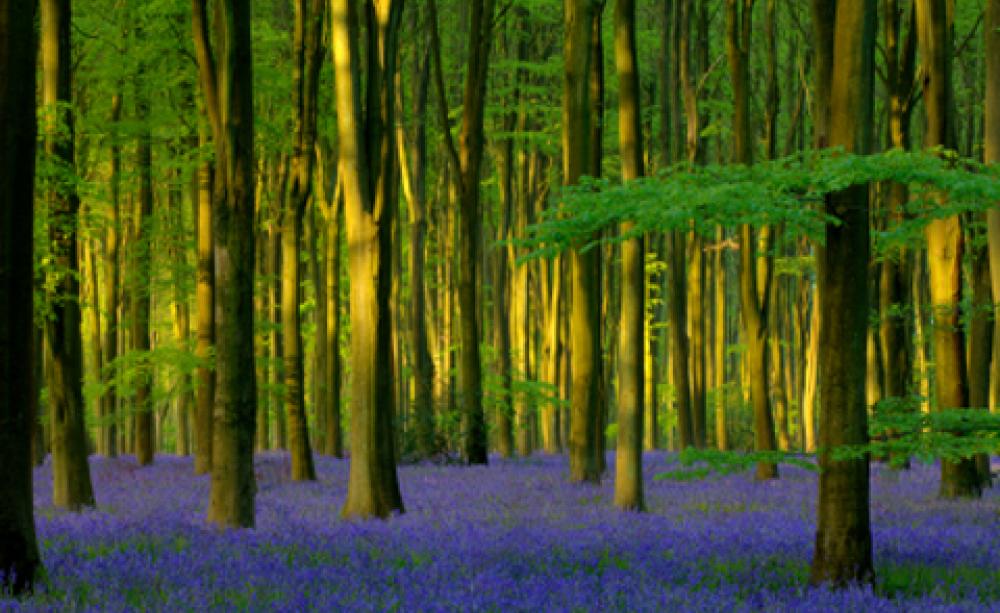 Spotters guide to spring flowers