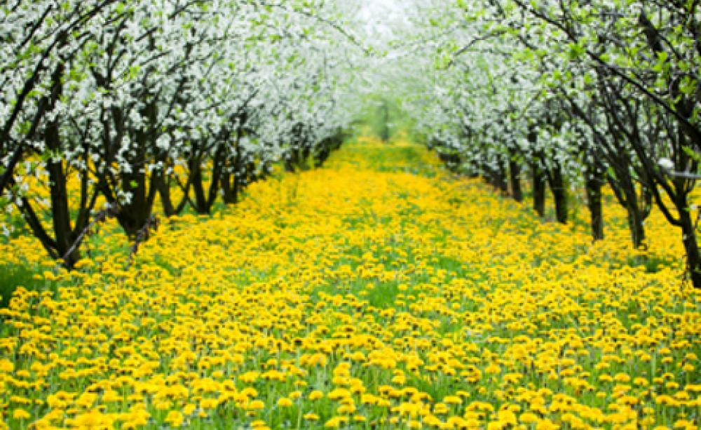 How to... look after your orchard