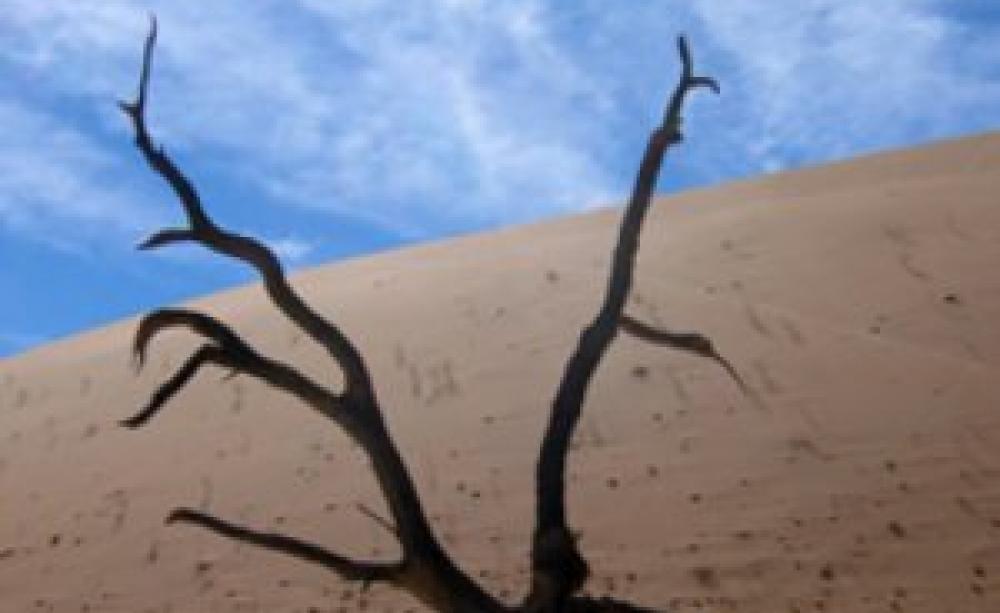 Acacia tree in the desert