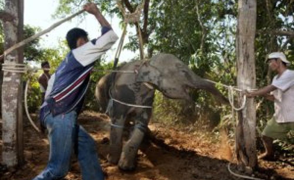 Worker's torture a recently captured baby elephant.