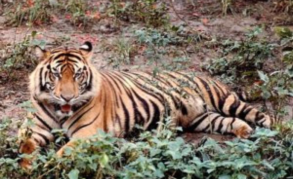Sumatran tiger