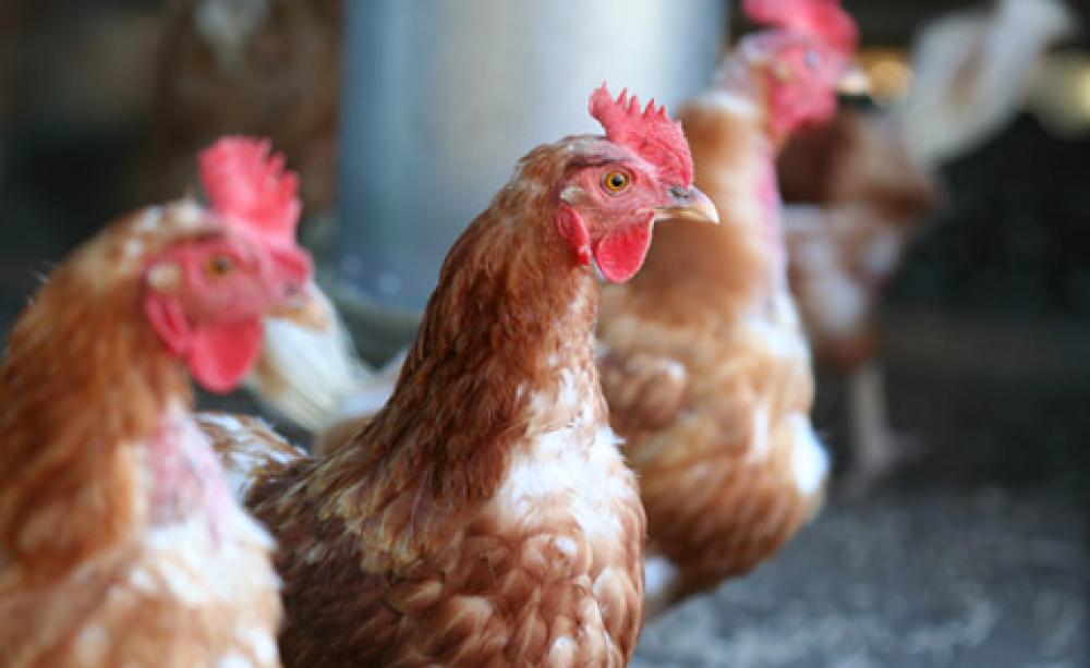 chickens