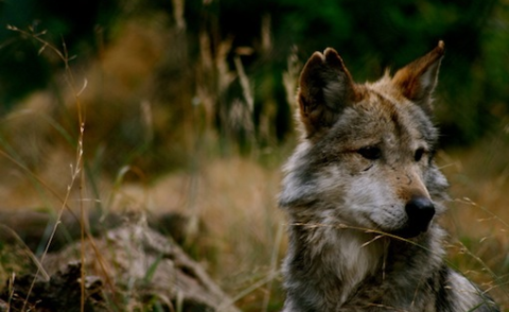 Yellowstone wolf