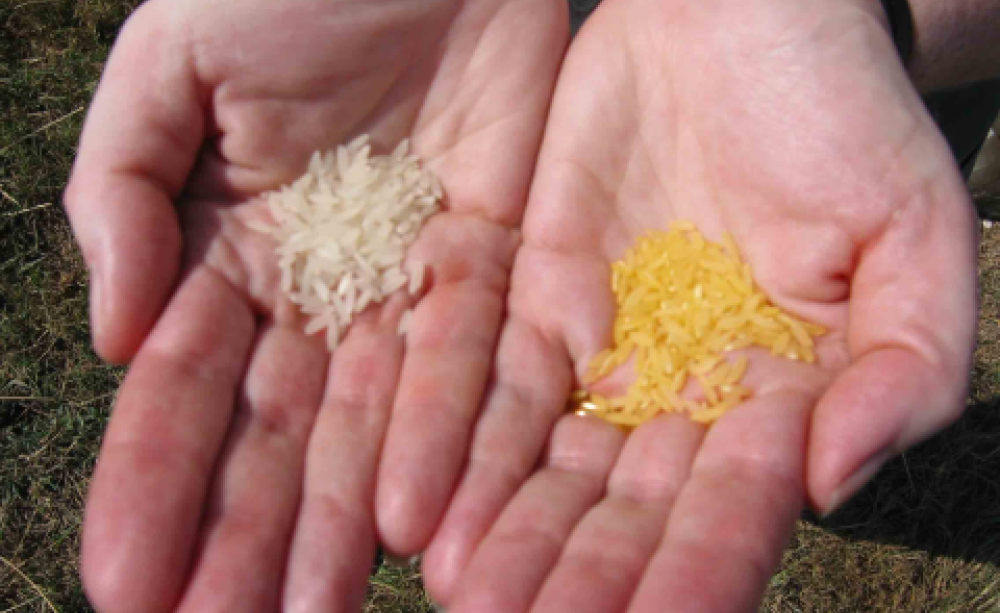 Golden rice