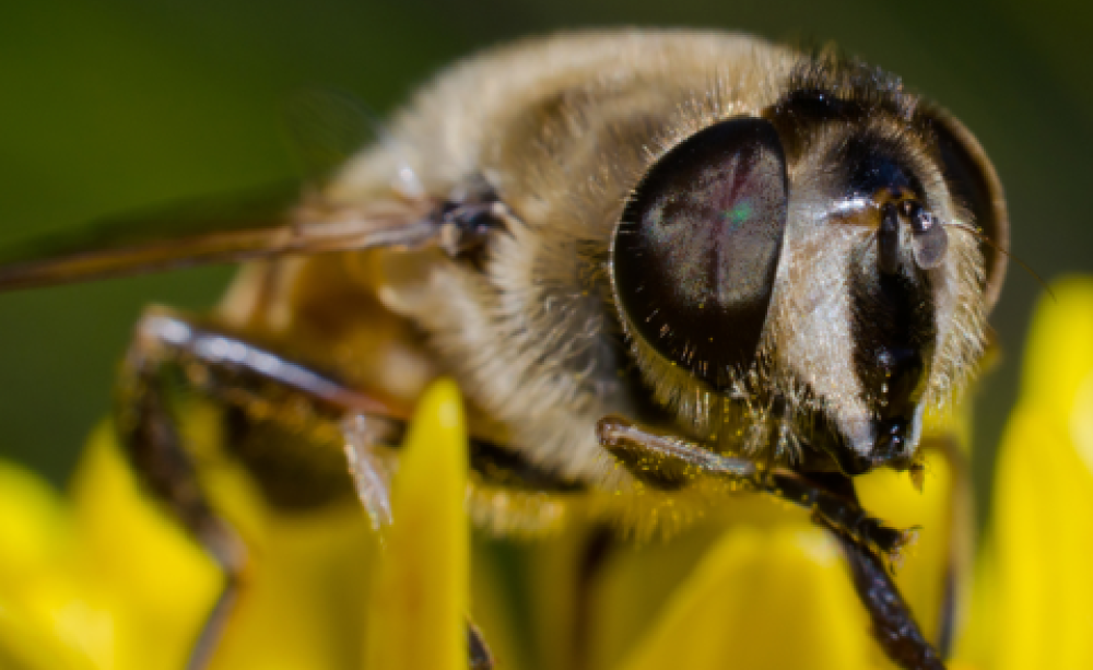 Bee on flower. Photo: dslaven / Shutterstock.com.