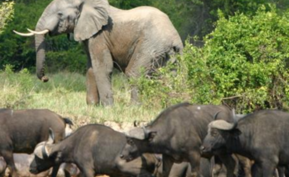 Elephant and buffalo in Virunga National Park. Photo: Radio Okapi via Flickr.