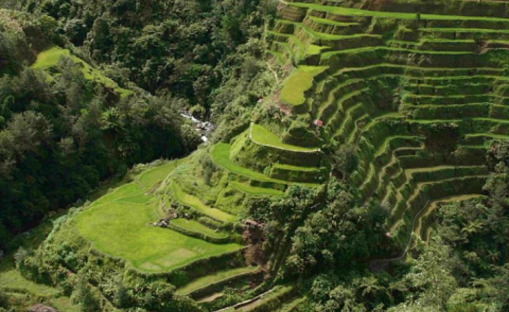 The Banaue rice terraces in the Philippines have been declared free of all genetically modified orgaisms (GMOs). Photo: Agricmarketing at en.wikipedia.org.