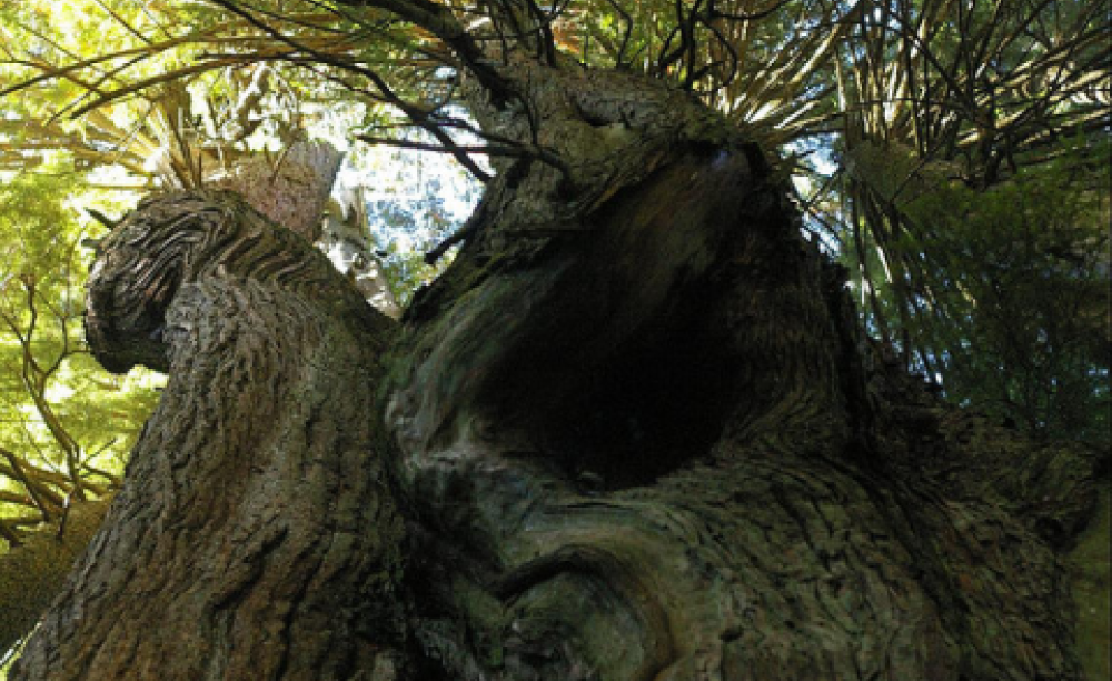 Ancient tree - possibly a Black cottonwood -  on Big Tree Hike on Vancouver's North Shore. Photo: Rob Baxter via Flickr.com.