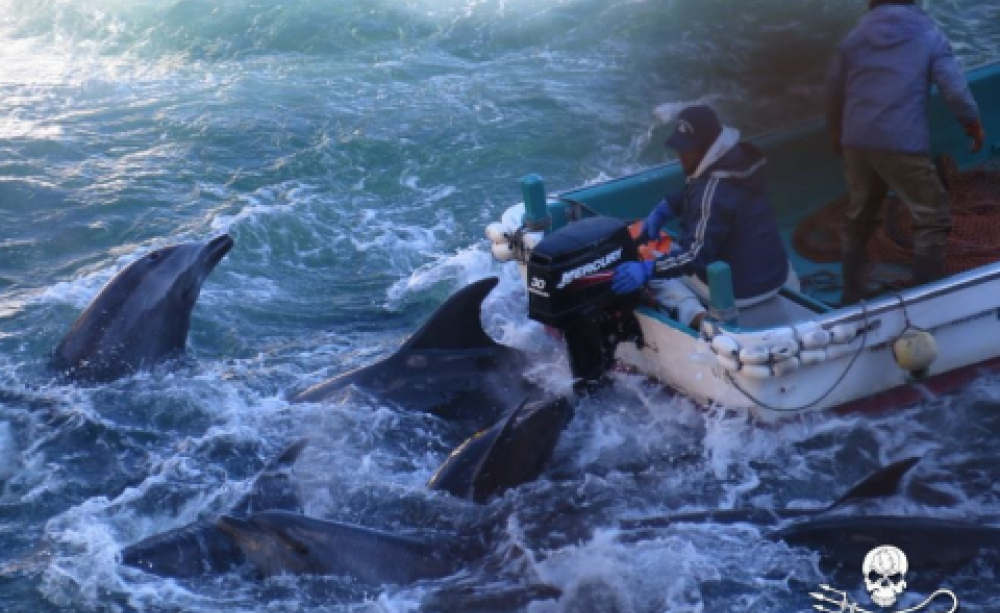 Selecting dolphins for capture at the 'drive hunt' at Taiji. Photo: Sea Shepherd.