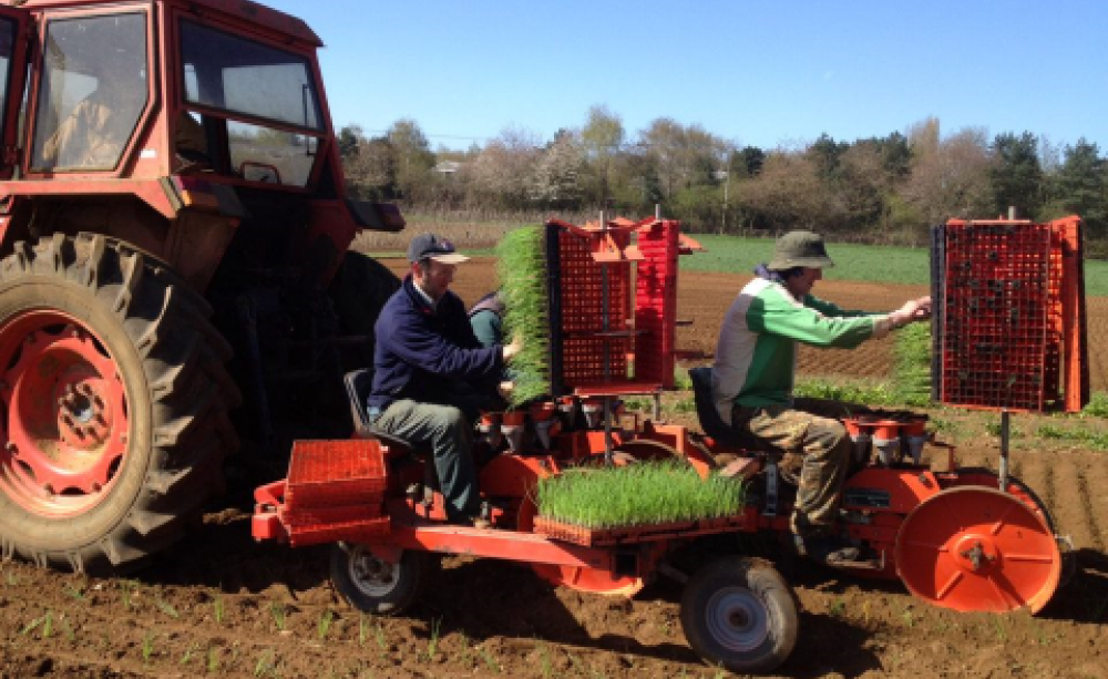 Planting out onion seedlings at Sandy Lane Farm, and organic farm in Oxfordshire, UK. Photo: Sandy lane Farm.